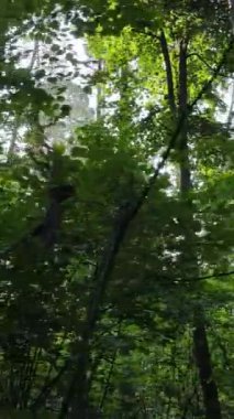 Yazın ormanda gündüz boyunca doğal bir manzaranın dikey videosu.