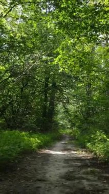 Yazın ormanda gündüz boyunca doğal bir manzaranın dikey videosu.