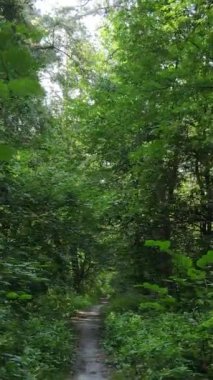 Yazın ormanda gündüz boyunca doğal bir manzaranın dikey videosu.