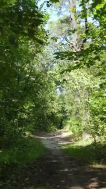 Yazın ormanda gündüz boyunca doğal bir manzaranın dikey videosu.