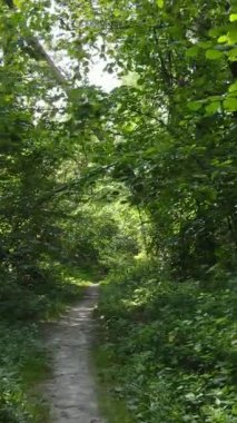 Yazın ormanda gündüz boyunca doğal bir manzaranın dikey videosu.