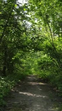 Yazın ormanda gündüz boyunca doğal bir manzaranın dikey videosu.