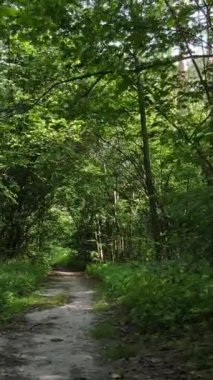 Yazın ormanda gündüz boyunca doğal bir manzaranın dikey videosu.