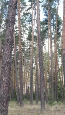 Yazın ormanda gündüz boyunca doğal bir manzaranın dikey videosu.