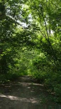 Yazın ormanda gündüz boyunca doğal bir manzaranın dikey videosu.