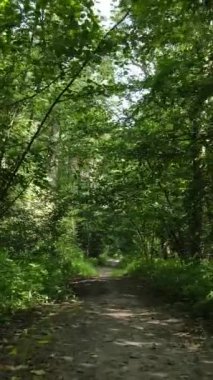 Yazın ormanda gündüz boyunca doğal bir manzaranın dikey videosu.