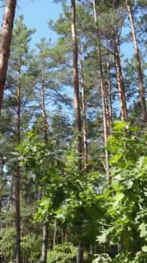 Yazın ormanda gündüz boyunca doğal bir manzaranın dikey videosu.