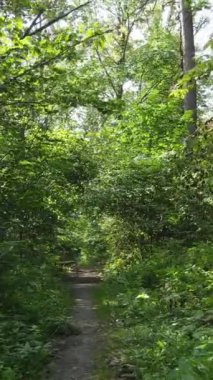 Yazın ormanda gündüz boyunca doğal bir manzaranın dikey videosu.