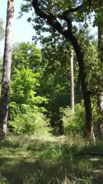 Yazın ormanda gündüz boyunca doğal bir manzaranın dikey videosu.