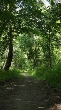 Yazın ormanda gündüz boyunca doğal bir manzaranın dikey videosu.