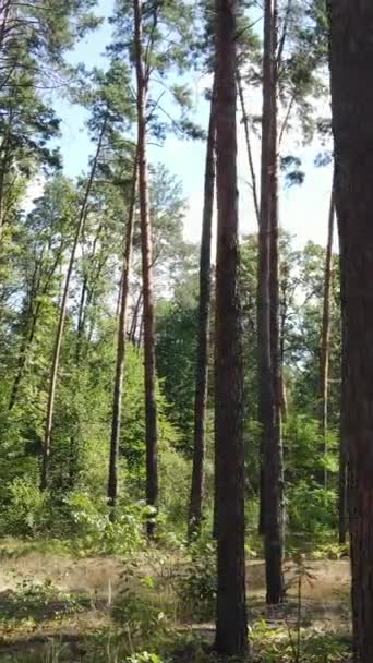 Függőleges videó egy gyönyörű természeti táj az erdőben a nap folyamán — Stock videók