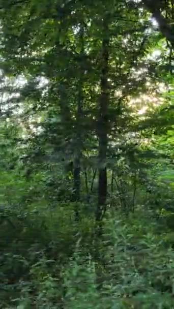 Video vertical al unui peisaj natural frumos în pădure în timpul zilei — Videoclip de stoc