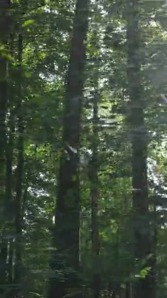 Vídeo vertical de uma paisagem natural durante o dia na floresta no verão — Vídeo de Stock
