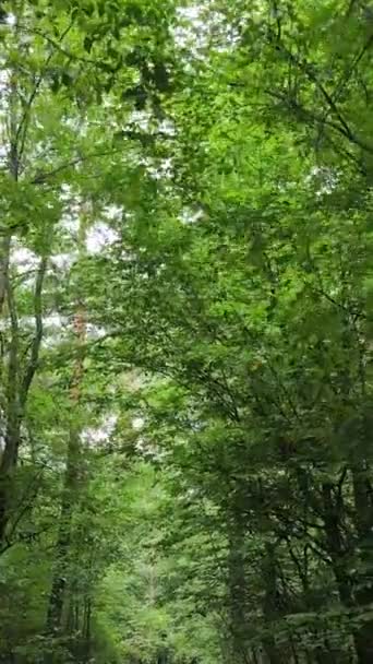 Pionowe wideo naturalnego krajobrazu w ciągu dnia w lesie latem — Wideo stockowe