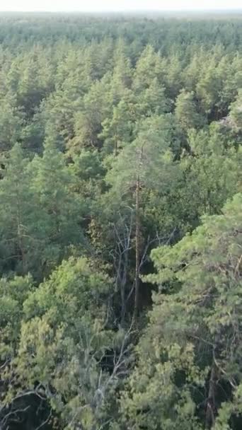 Vídeo vertical de uma paisagem natural durante o dia na floresta no verão — Vídeo de Stock