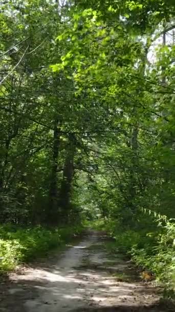 Vídeo vertical de uma paisagem natural durante o dia na floresta no verão — Vídeo de Stock