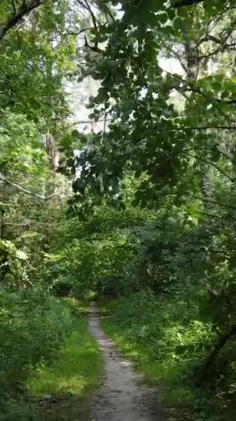 Vídeo vertical de uma paisagem natural durante o dia na floresta no verão — Vídeo de Stock