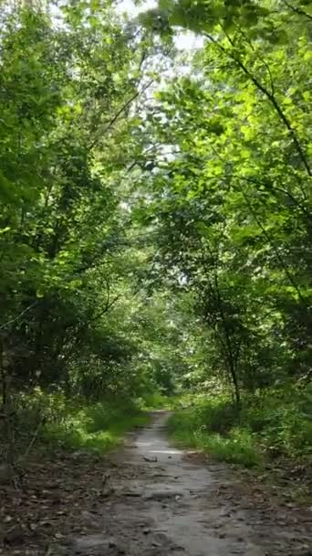 Vídeo vertical de uma paisagem natural durante o dia na floresta no verão — Vídeo de Stock