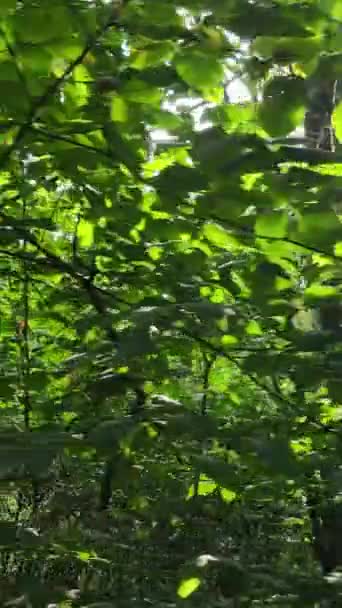 Vertical video of a natural landscape during the day in the forest in summer — Stock Video