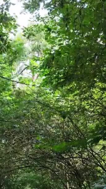 Vídeo vertical de uma paisagem natural durante o dia na floresta no verão — Vídeo de Stock