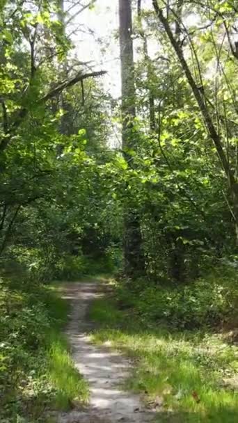 Vídeo vertical de uma paisagem natural durante o dia na floresta no verão — Vídeo de Stock