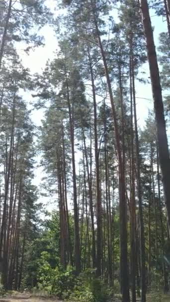 Вертикальное видео природного ландшафта в течение дня в лесу летом — стоковое видео