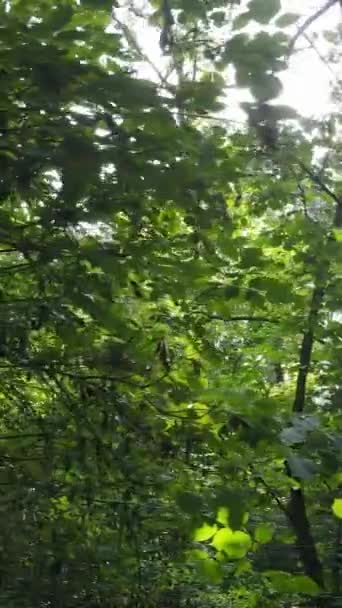 여름 숲 속의 낮 동안 자연 경관을 촬영 한 수직 영상 — 비디오
