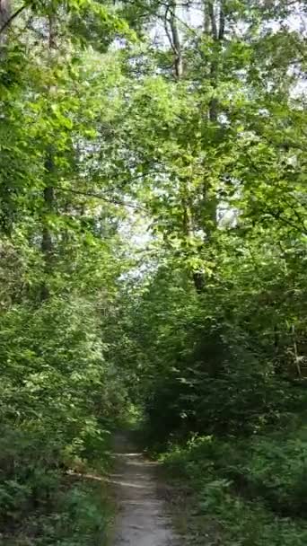 Vídeo vertical de uma paisagem natural durante o dia na floresta no verão — Vídeo de Stock