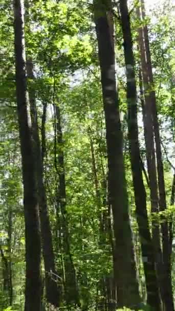 Függőleges videó egy természeti táj a nap folyamán az erdőben nyáron — Stock videók