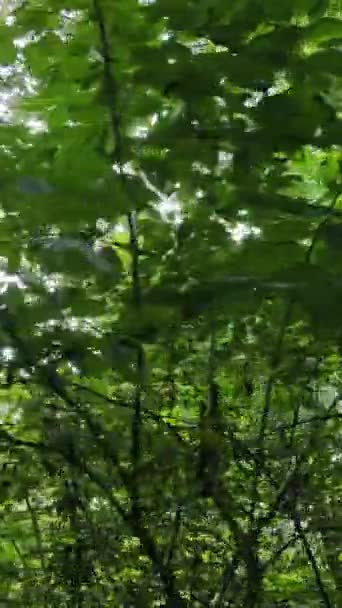 Вертикальное видео природного ландшафта в течение дня в лесу летом — стоковое видео