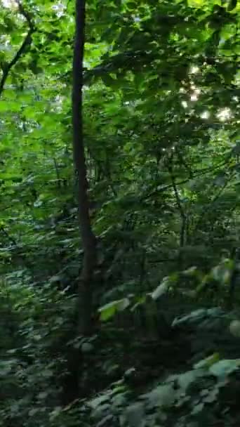 여름 숲 속의 낮 동안 자연 경관을 촬영 한 수직 영상 — 비디오
