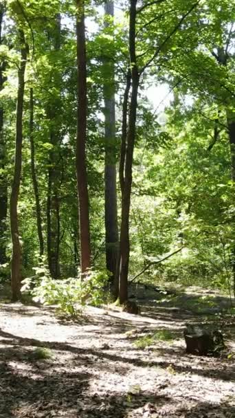 Vidéo verticale d'un paysage naturel pendant la journée dans la forêt en été — Video