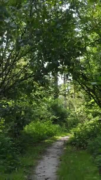 Vídeo vertical de uma paisagem natural durante o dia na floresta no verão — Vídeo de Stock