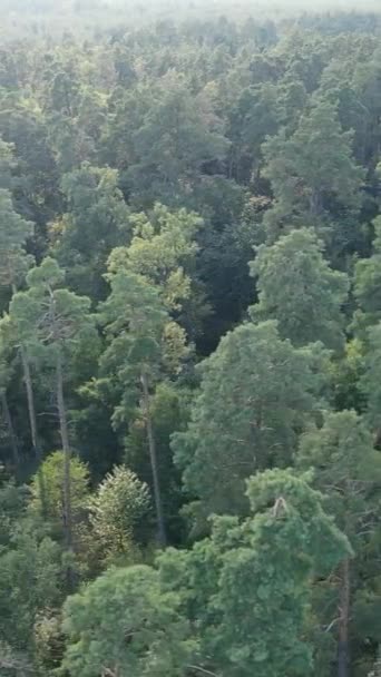 Вертикальне відео природного пейзажу протягом дня в лісі влітку — стокове відео