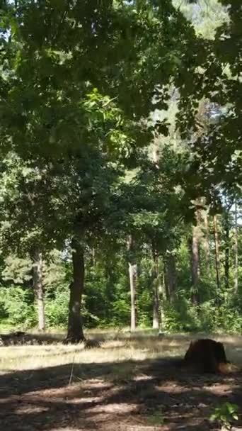 Verticale video van een natuurlijk landschap overdag in het bos in de zomer — Stockvideo