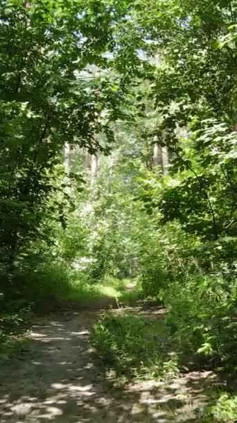 Vídeo vertical de uma paisagem natural durante o dia na floresta no verão — Vídeo de Stock