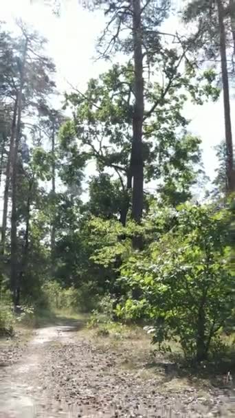 Vídeo vertical de un paisaje natural durante el día en el bosque en verano — Vídeos de Stock