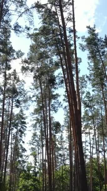 Vertikales Video einer natürlichen Landschaft während des Tages im Wald im Sommer — Stockvideo