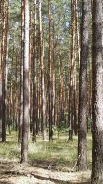Yazın çam ağaçlarıyla birlikte ormanın dikey görüntüsü, yavaş çekim.