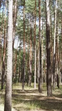 Yazın çam ağaçlarıyla birlikte ormanın dikey görüntüsü, yavaş çekim.