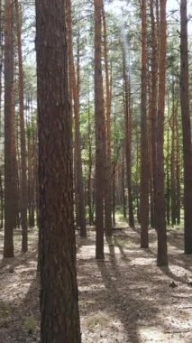 Yazın çam ağaçlarıyla birlikte ormanın dikey görüntüsü, yavaş çekim.