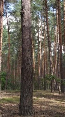 Yazın çam ağaçlarıyla birlikte ormanın dikey görüntüsü, yavaş çekim.