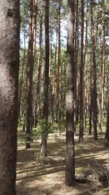 Yazın çam ağaçlarıyla birlikte ormanın dikey görüntüsü, yavaş çekim.