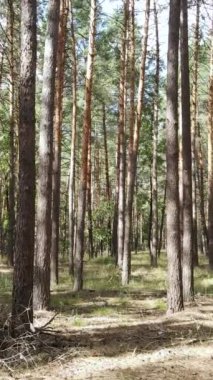 Yazın çam ağaçlarıyla birlikte ormanın dikey görüntüsü, yavaş çekim.