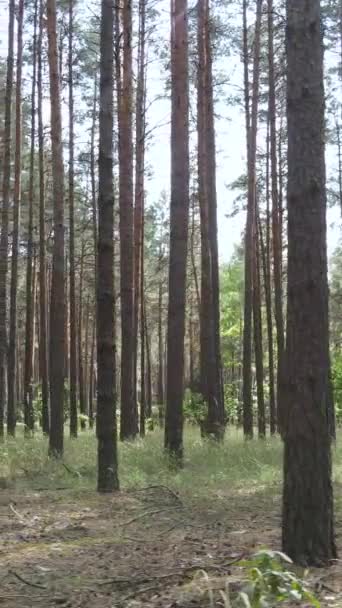 Vidéo verticale du paysage forestier avec des pins en été, ralenti — Video