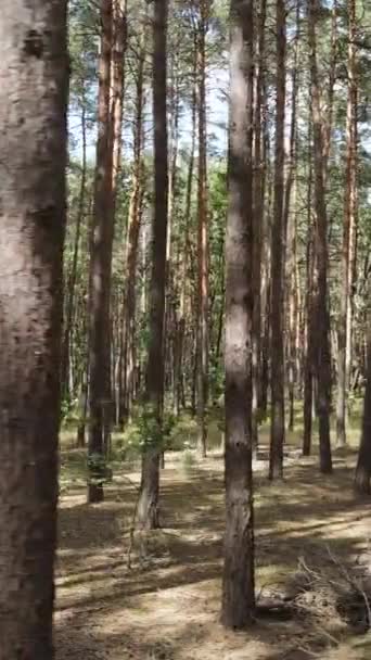 Vertikales Video einer Waldlandschaft mit Kiefern im Sommer, Zeitlupe — Stockvideo