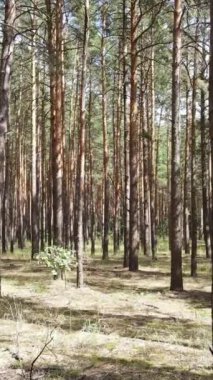 Yazın çam ağaçlarıyla birlikte ormanın dikey görüntüsü, yavaş çekim.