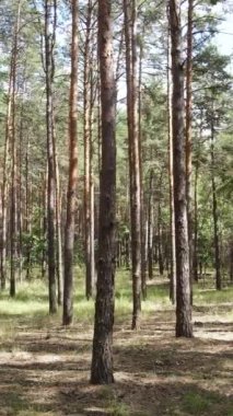 Yazın çam ağaçlarıyla birlikte ormanın dikey görüntüsü, yavaş çekim.