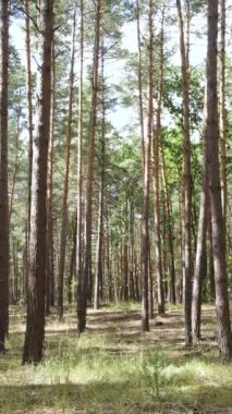 Yazın çam ağaçlarıyla birlikte ormanın dikey görüntüsü, yavaş çekim.