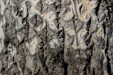 Eski bir kavak ağacının kabuğu. Ağaç kabuğu deseni. Şehirde doğa var..